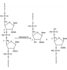 Нуклеаза P1 из лиофилизированного пенициллия цитрина порошка, 200 мкг / мг белка (E1% / 280, 3'-5'-фосфодиэстераза) Sigma N8630