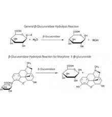 βГлюкуронидаза из бычьей печени Тип B-1, 1000000 Единиц / г твердого вещества Sigma G0251