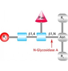 PNGase F из биореагента Elizabethkingia meningoseptica, 95% (SDS-PAGE), для протеомики Sigma P7367