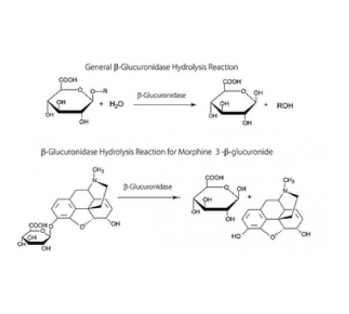 β-Глюкуронидаза из бычьей печени Тип B-10, ~ 10 000 βединиц / мг твердого вещества Sigma G0501